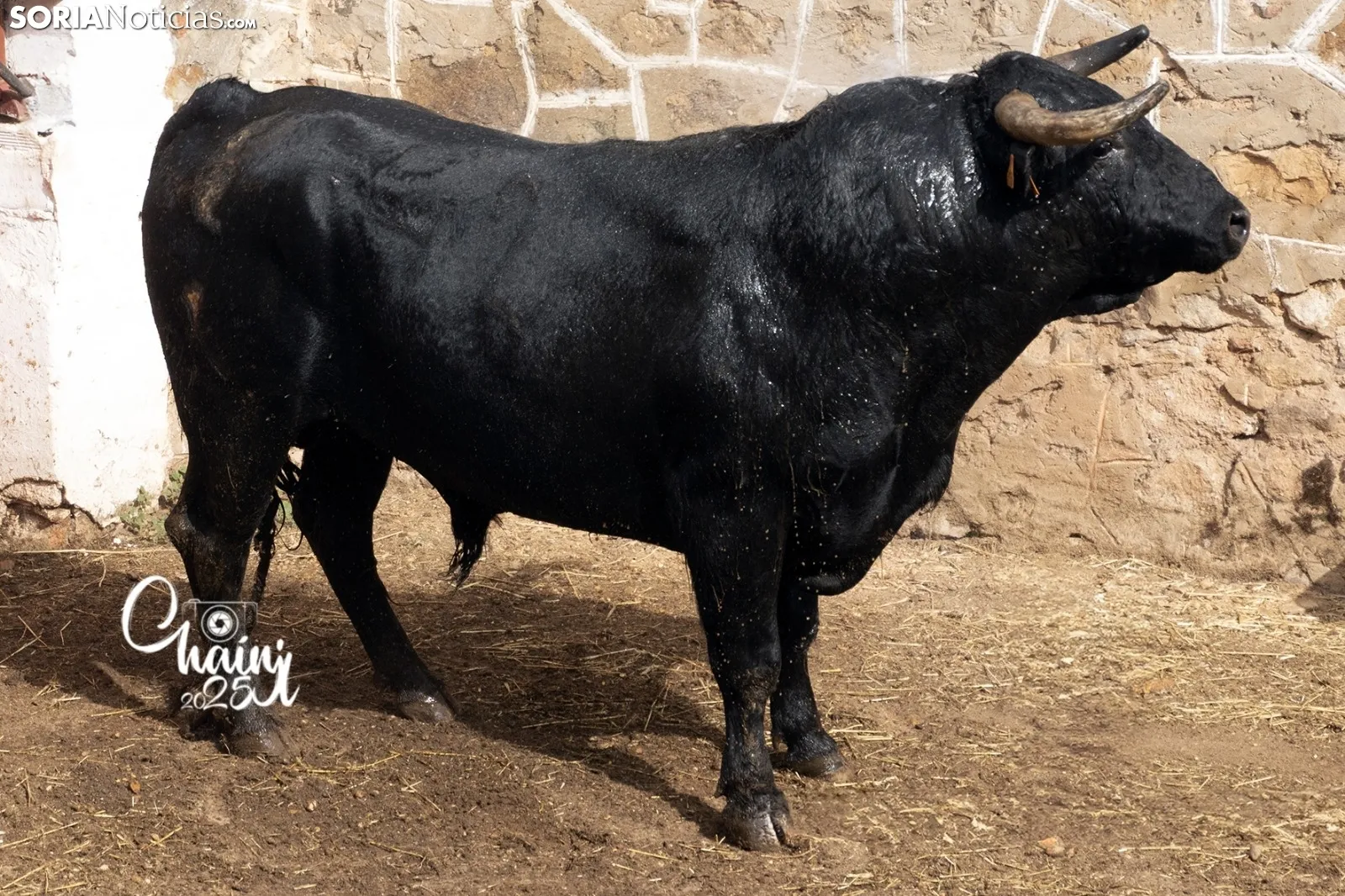 Foto 8 - FOTOS | As&iacute; son los 8 espectaculares toros de El Canario para los rejones de Soria