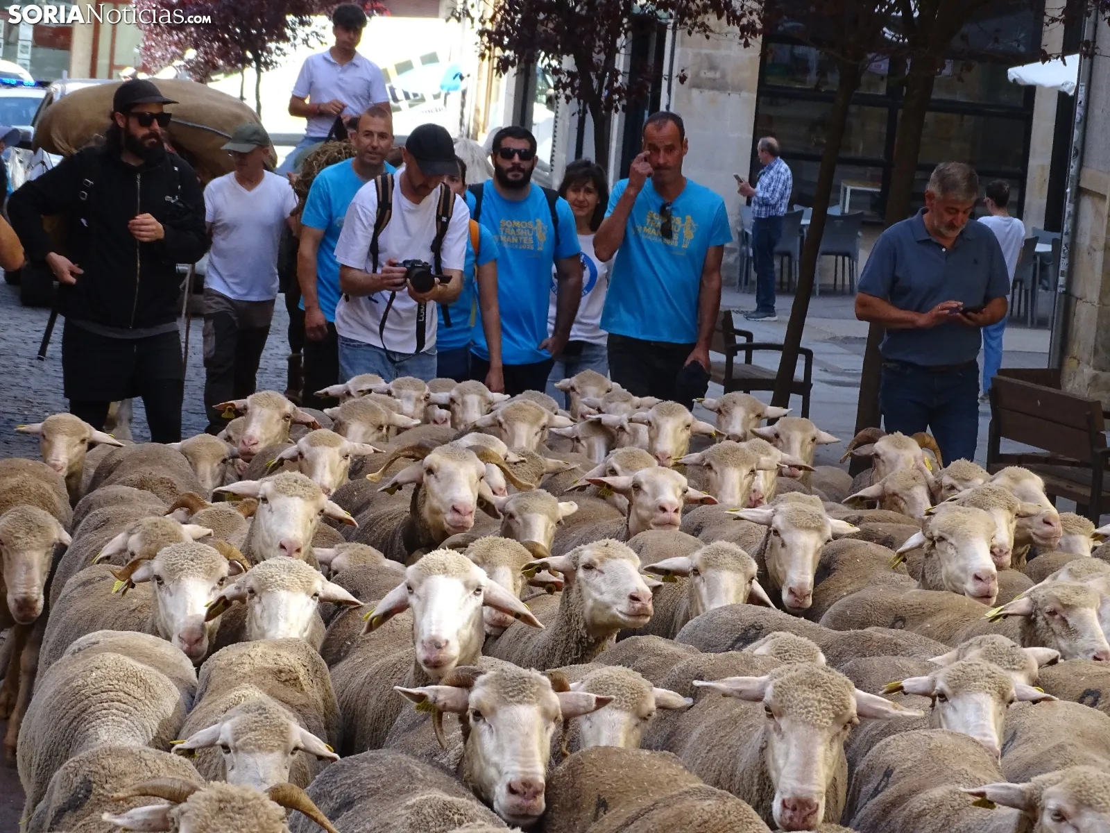 Una imagen del paso de las merinas por la capital. /PC