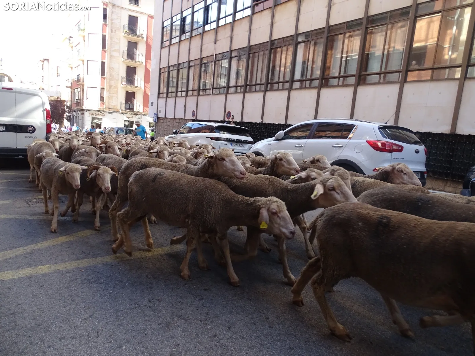 Una imagen del paso de las merinas por la capital. /PC