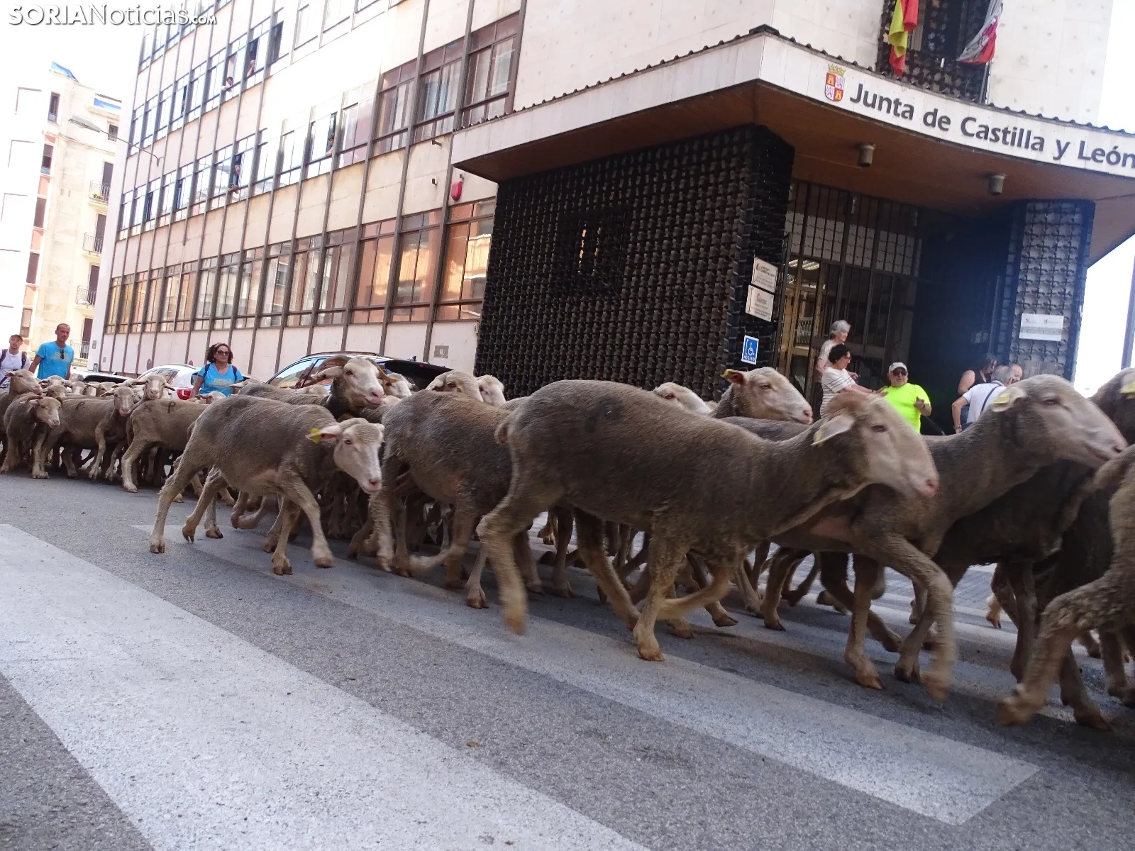Una imagen del paso de las merinas por la capital. /PC