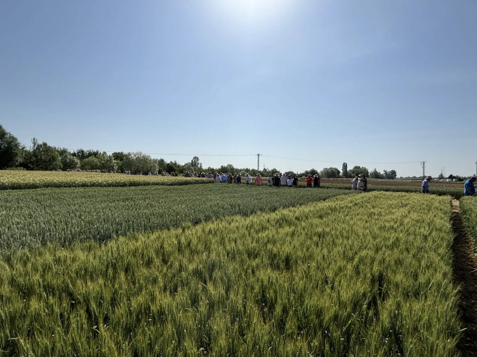 Foto 8 - Nueva visita a los campos de ensayo de ASAJA: La organizaci&oacute;n agraria pide "legalizaci&oacute;n total" para el uso de drones