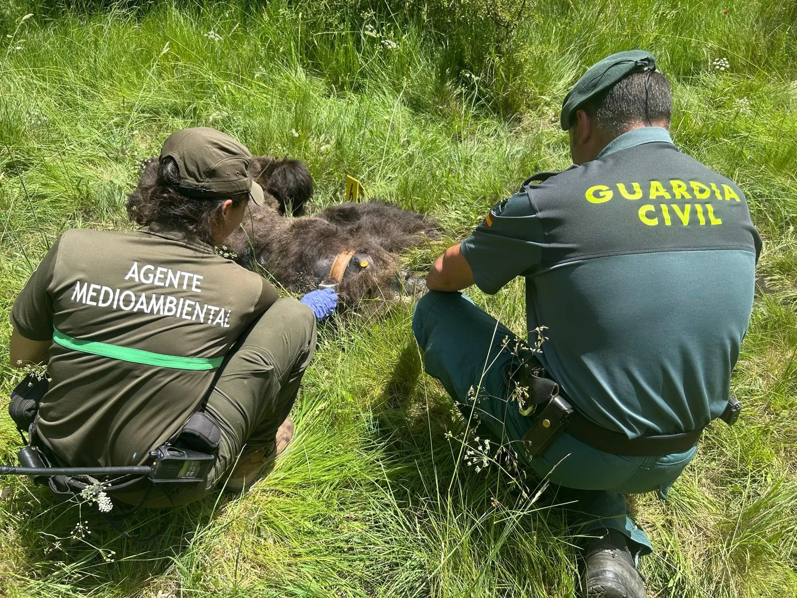 Foto 2 - Agentes medioambientales de la Junta localizan sin vida a un oso pardo en la Monta&ntilde;a Palentina