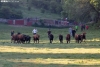 Foto 1 - Los toros de Valonsadero, recuperándose y preparados para La Compra