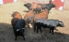 Los toros que se lidiarán a partir de las siete de la tarde de hoy. 