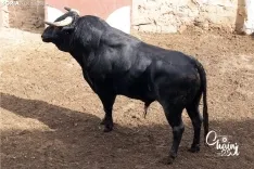 Foto 6 - FOTOS | As&iacute; son los 8 espectaculares toros de El Canario para los rejones de Soria