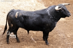 Foto 4 - FOTOS | Así son los 8 espectaculares toros de El Canario para los rejones de Soria