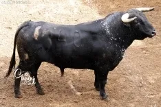 Foto 4 - FOTOS | As&iacute; son los 8 espectaculares toros de El Canario para los rejones de Soria