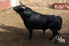 Foto 7 - FOTOS | As&iacute; son los 8 espectaculares toros de El Canario para los rejones de Soria