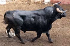 Foto 3 - FOTOS | Así son los 8 espectaculares toros de El Canario para los rejones de Soria