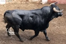 Foto 3 - FOTOS | As&iacute; son los 8 espectaculares toros de El Canario para los rejones de Soria