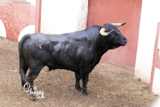 Foto 5 - FOTOS | Así son los 8 espectaculares toros de El Canario para los rejones de Soria