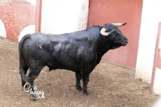 Foto 5 - FOTOS | As&iacute; son los 8 espectaculares toros de El Canario para los rejones de Soria