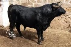 Foto 8 - FOTOS | As&iacute; son los 8 espectaculares toros de El Canario para los rejones de Soria