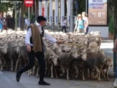 Una imagen del paso de las merinas por la capital. /PC