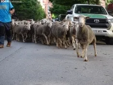 Una imagen del paso de las merinas por la capital. /PC