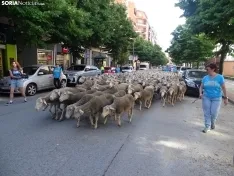 Una imagen del paso de las merinas por la capital. /PC