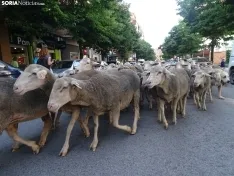 Una imagen del paso de las merinas por la capital. /PC