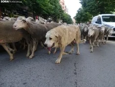 Una imagen del paso de las merinas por la capital. /PC