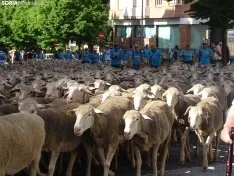 Una imagen del paso de las merinas por la capital. /PC