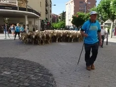 Una imagen del paso de las merinas por la capital. /PC