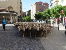 Una imagen del paso de las merinas por la capital. /PC