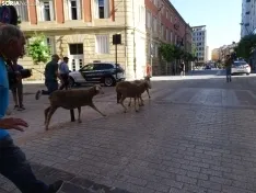 Una imagen del paso de las merinas por la capital. /PC