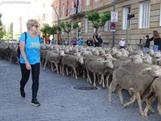 Una imagen del paso de las merinas por la capital. /PC