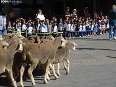 Una imagen de las merinas a su paso por la capital en su trazado de la Cañada Real. /PC