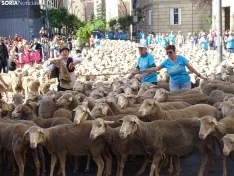Una imagen del paso de las merinas por la capital. /PC