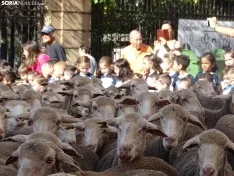 Una imagen del paso de las merinas por la capital. /PC