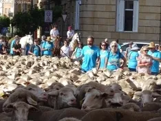 Una imagen del paso de las merinas por la capital. /PC