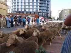 Una imagen del paso de las merinas por la capital. /PC