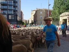 Una imagen del paso de las merinas por la capital. /PC