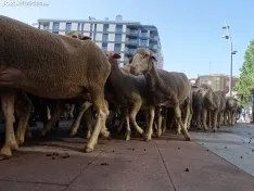 Una imagen del paso de las merinas por la capital. /PC