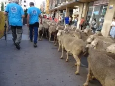 Una imagen del paso de las merinas por la capital. /PC