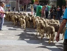 Una imagen del paso de las merinas por la capital. /PC