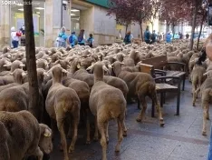 Una imagen del paso de las merinas por la capital. /PC