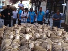 Una imagen del paso de las merinas por la capital. /PC