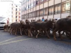 Una imagen del paso de las merinas por la capital. /PC