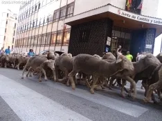 Una imagen del paso de las merinas por la capital. /PC
