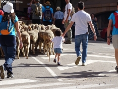 Una imagen del paso de las merinas por la capital. /PC
