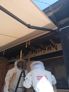 Foto 4 - Los bomberos de la Diputación actúan ante un enjambre de abejas en Quintanilla de Tres Barrios