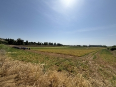 Foto 6 - Nueva visita a los campos de ensayo de ASAJA: La organización agraria pide "legalización total" para el uso de drones