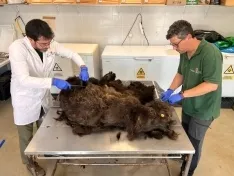 Foto 3 - Agentes medioambientales de la Junta localizan sin vida a un oso pardo en la Monta&ntilde;a Palentina