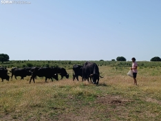 Foto 4 - La Junta muestra su apoyo a la vaca serrana negra con una visita a una explotación en La Muela