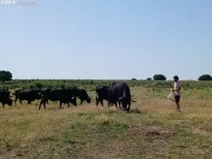 Foto 4 - La Junta muestra su apoyo a la vaca serrana negra con una visita a una explotaci&oacute;n en La Muela