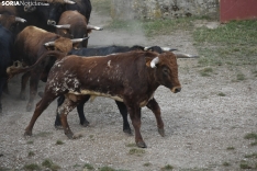 Foto 6 - 11+1 Los novillos de San Juan 2025, listos para La Saca
