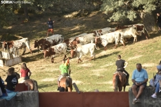 Foto 4 - 11+1 Los novillos de San Juan 2025, listos para La Saca