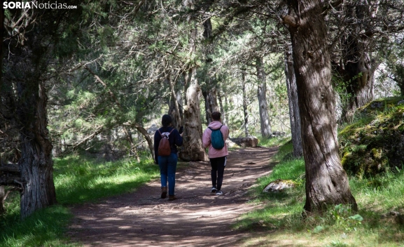 El proyecto Reconecta, en el que participa ASFOSO, impulsa la gestión forestal sostenible en los grandes pulmones rurales de España