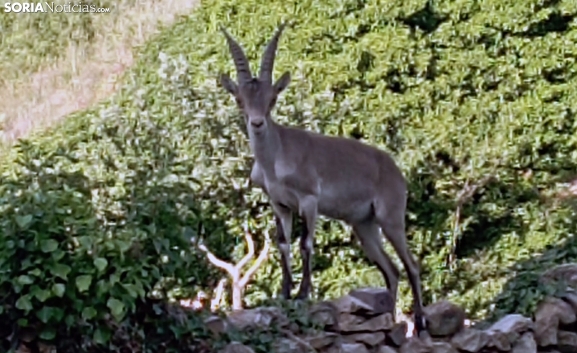 Divisan por primera vez varios ejemplares de cabra montés en este pueblo de Soria